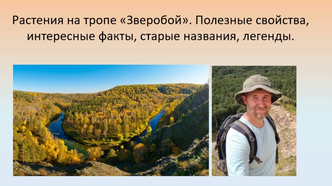Растения на тропе «Зверобой». Полезные свойства, интересные факты, старые названия, легенды.