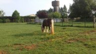 Dean de Tara (Silver Fox x Otis)