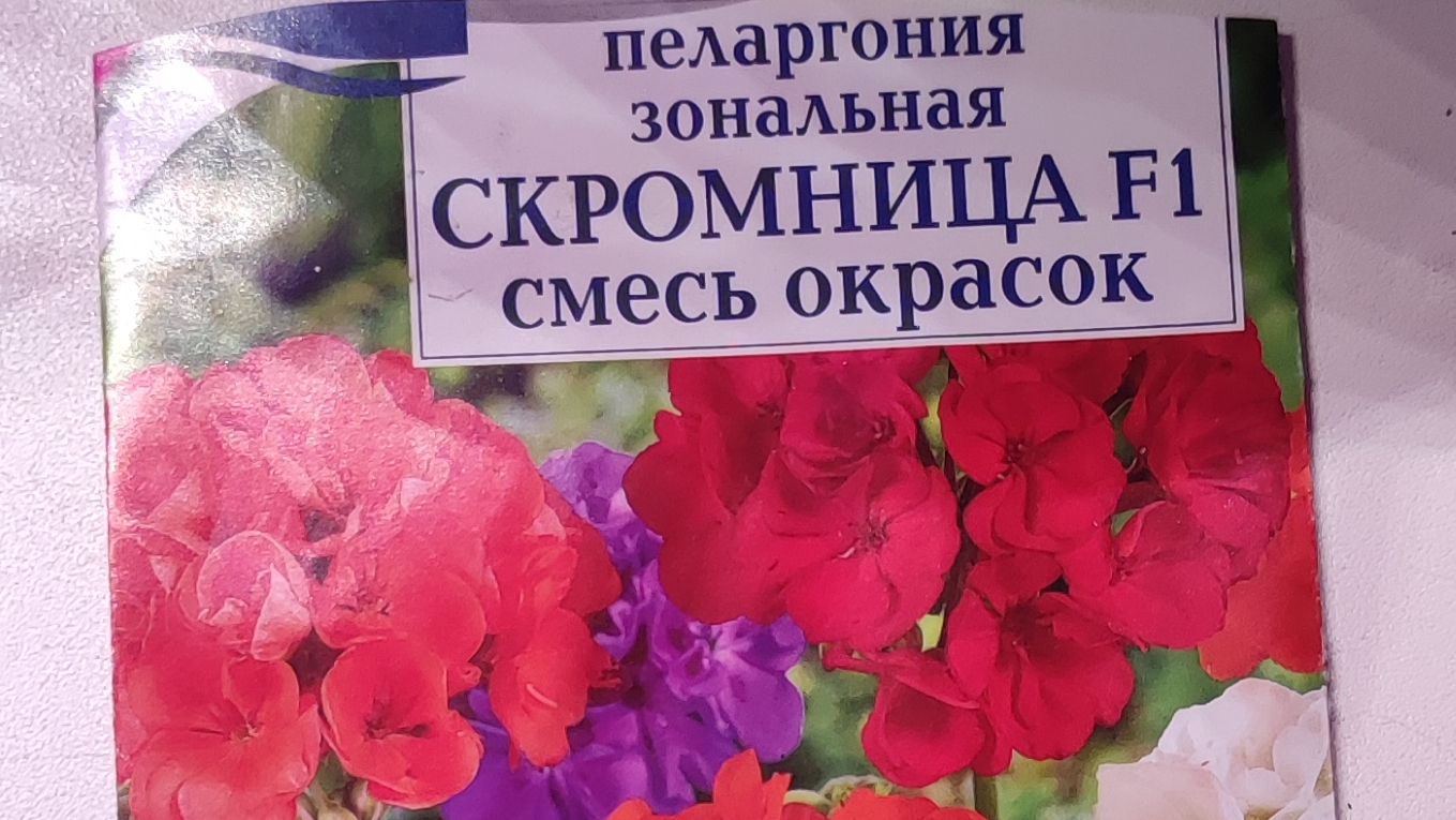 Пеларгония с семечка🌺🌺🌺