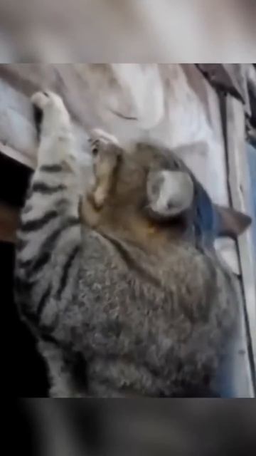 Strong cat