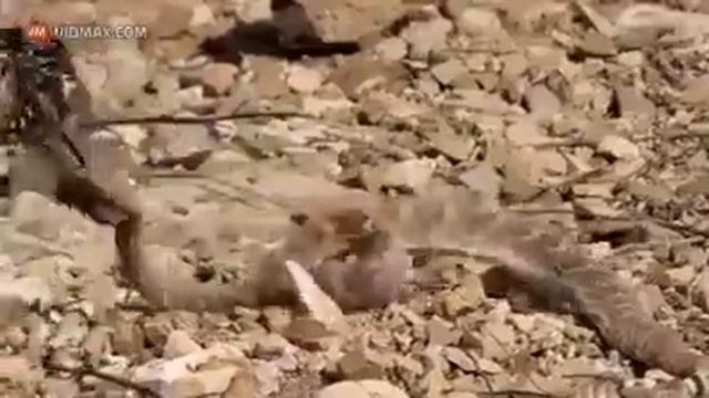 Çıngıraklı yılan ve Roadrunner :))