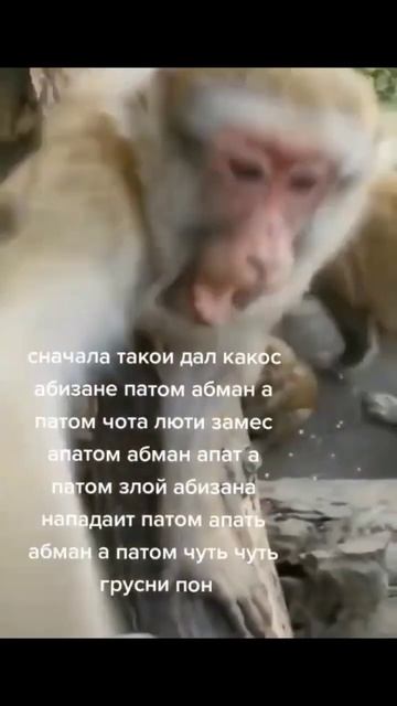 люти замес😤 #shorts #memes #fyp #funny #мемы #обезьяна #monkey #edit #youtubeshorts #fun #обезьяны