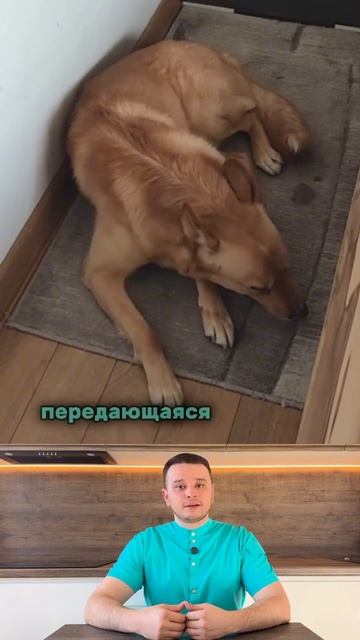 Собачий кашель