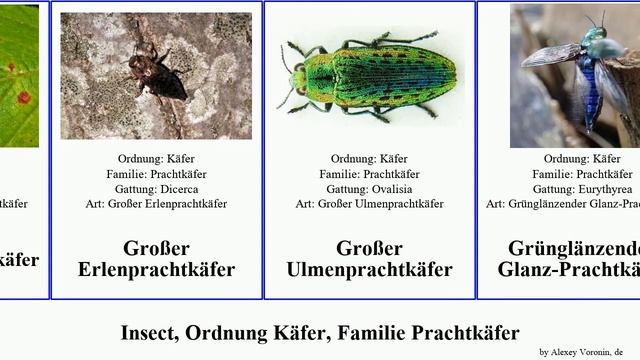 Insect, Ordnung Käfer, Familie Prachtkäfer agrilus Großer Sternocera Gefleckter interrupta Julodis