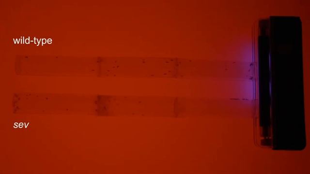 Vision experiments with Drosophila