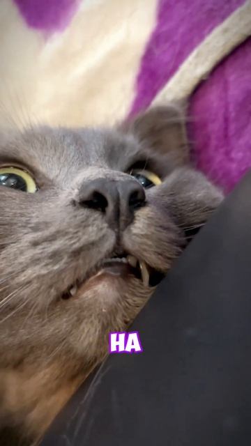 МИФЫ ПРО КОШЕК! #cats #мейнкун #top #сибирскаякошка