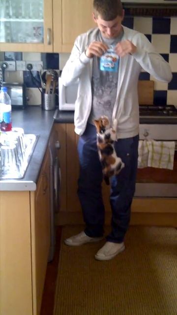 cat goes mad for dreamies