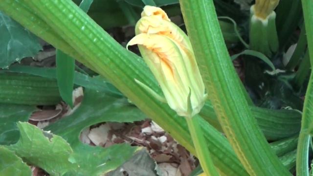 Secret To Bigger Squash Harvests 7-27-2022