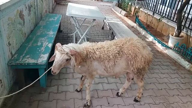 КАКИМ ДОЛЖЕН БЫТЬ БАРАН ДЛЯ ЖЕРТВОПРИНОЩЕНИЯ