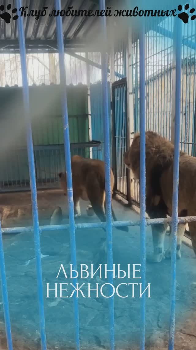 Львиные нежности