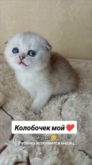Колобочек мой❤ #fyp #топ #scottishfold #scottishstraigh #котики #рекомендации #cats #baby #cattery