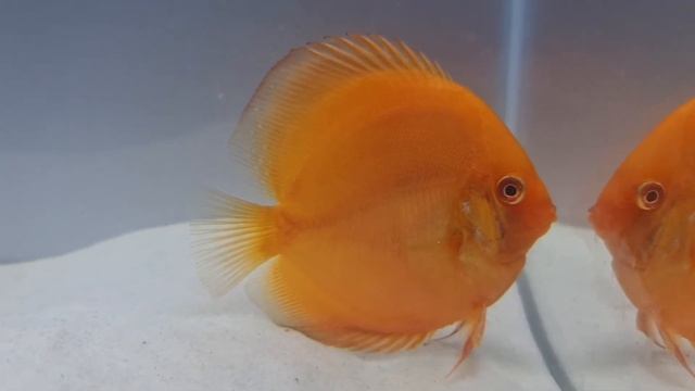 DISCUS RED 7 cm