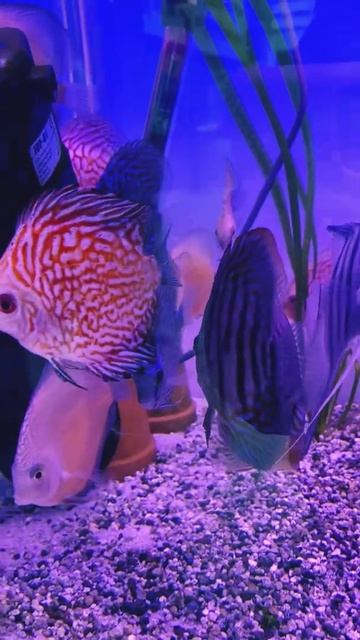 RELAXING AQUARIUM FISHES PART 2 | #shorts #aquariumfish #angelfish #discus