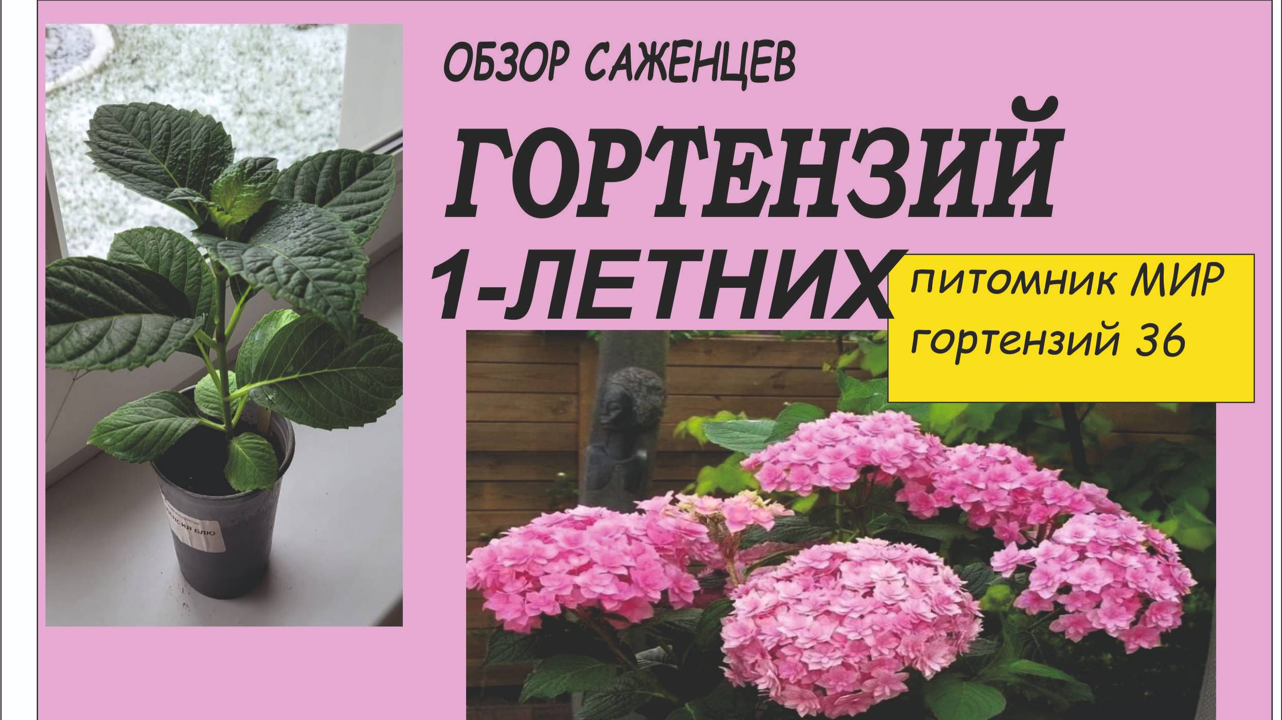 Обзор саженцев гортензий 24года