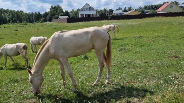 Продаётся  Ахалтекинская кобыла изабелловая.Akhal-Teke mare for sale.Тел/Whats app +7-916-403-90-33