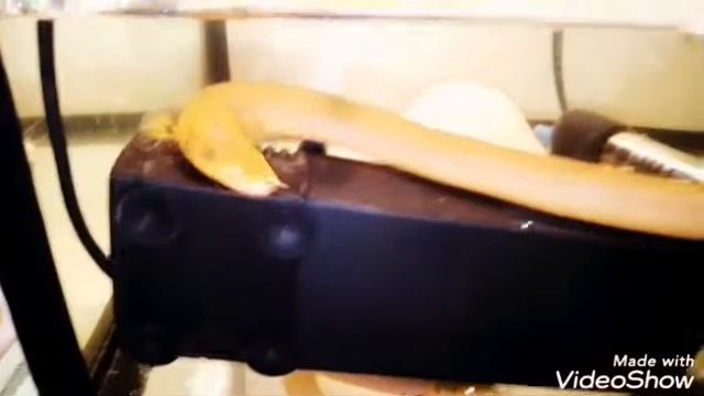 КАЛАМОИХТик Калабарский https://zr.at.ua