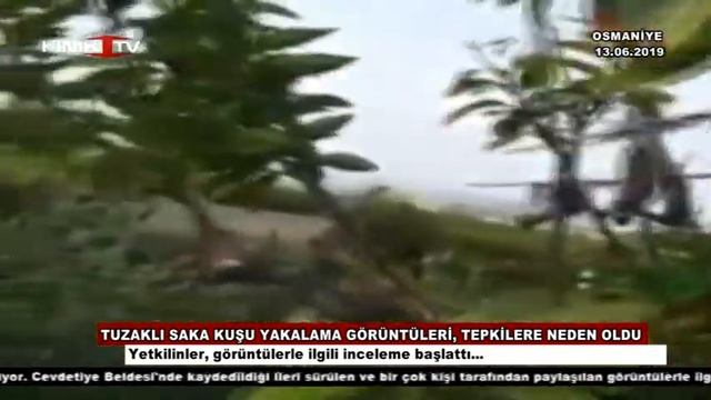 Tuzaklı saka kuşu yakalama görüntüleri, tepkilere neden oldu