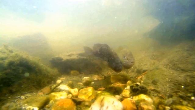 rej Slunečnic Pestrých ( Lepomis gibbosus ) na Labi srpen 2015