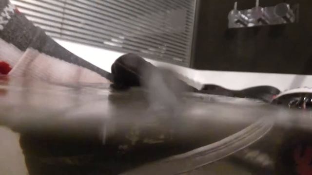 Adio et Osiris fourrure dans le bain pour Lisa :)