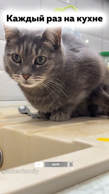 На кухне #кототерапия#кошечки#приколыкоты#котыприколы#astenfamily#котик