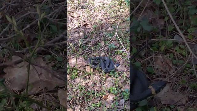 Не ЯДОВИТАЯ, Не ЗМЕЯ 🐍 Уж греется на солнышке  в лесу