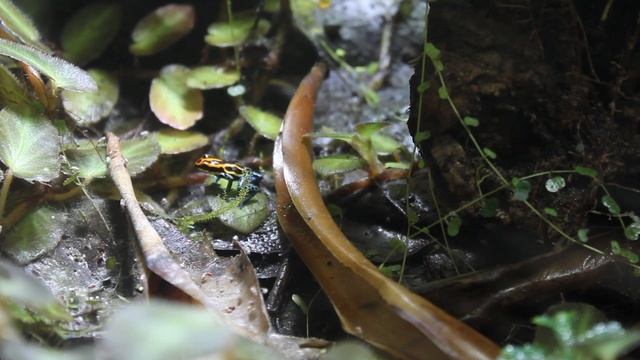 Ranitomeya amazonica "Iquitos"