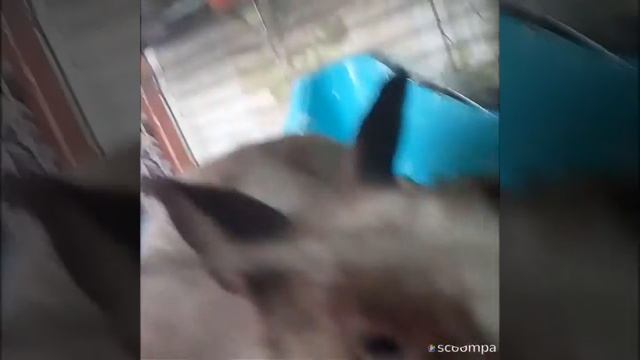 Кролик Бонька 2 и что она любит…