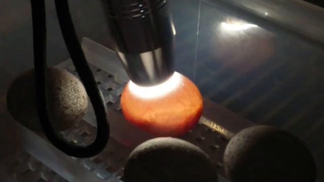 Varanus acanthurus eggs candling