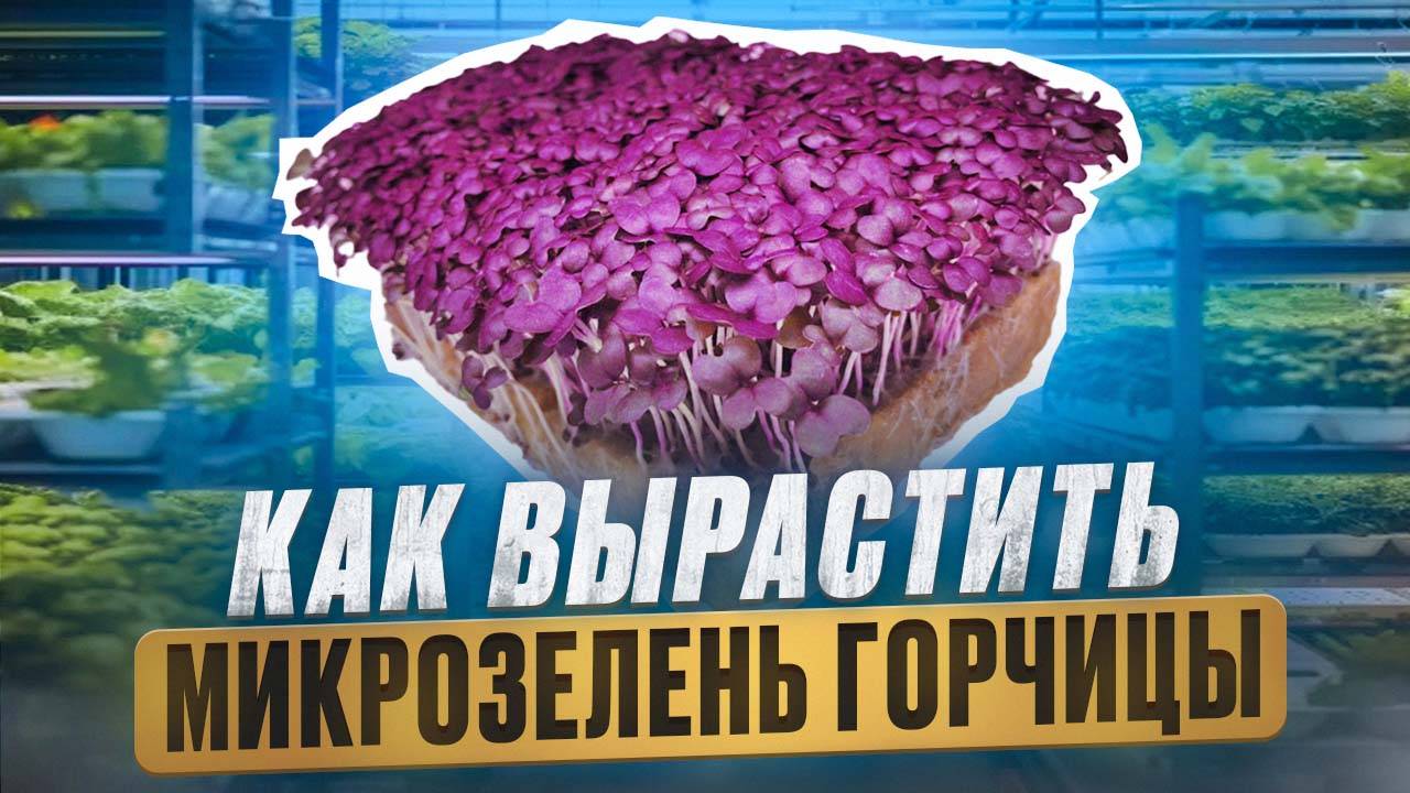 Как посадить и вырастить микрозелень горчицы?
