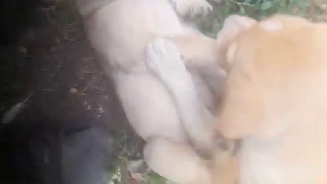 Wow!! Dangerous dogs!! Приключения Графини БУЛОЧКИ и друзей!