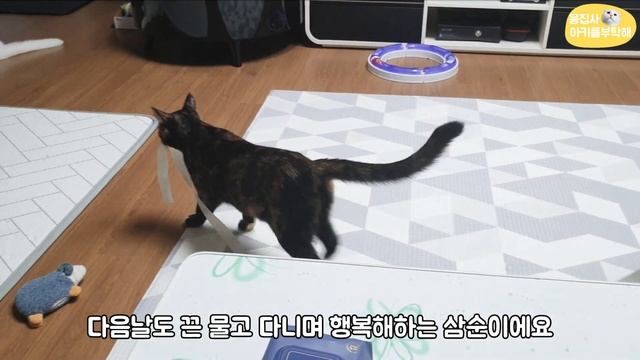 이런 도른자 고양이 보셨나요? 우리집에도 도른자 살구 있어요 ~