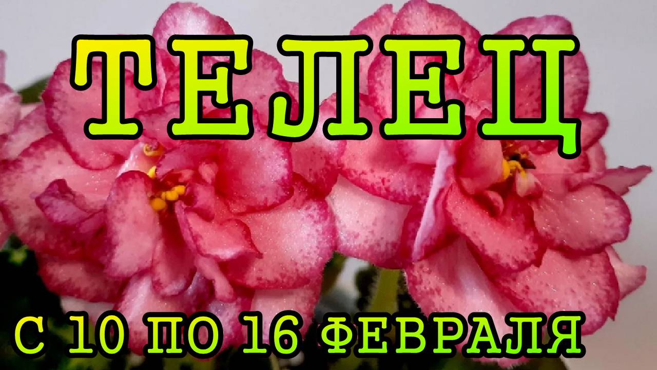 ТЕЛЕЦ таро прогноз на неделю с 10 по 16 ФЕВРАЛЯ 2025 года.