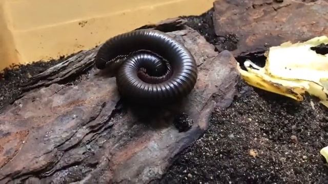 Archispirostreptus gigas / Riesentausendfüßer