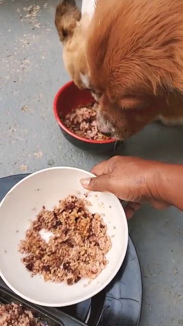 Beans with Rice and Chicken flavor dog food. #Shorts