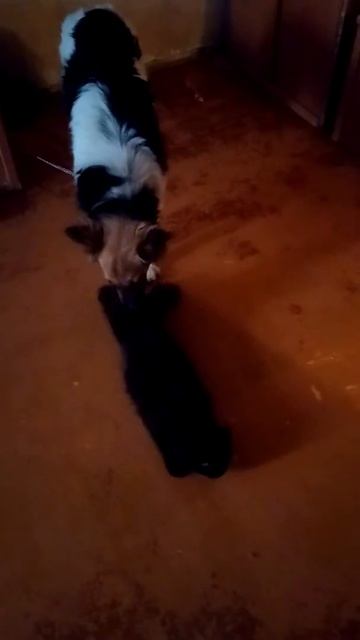 Как собака любит кошку.