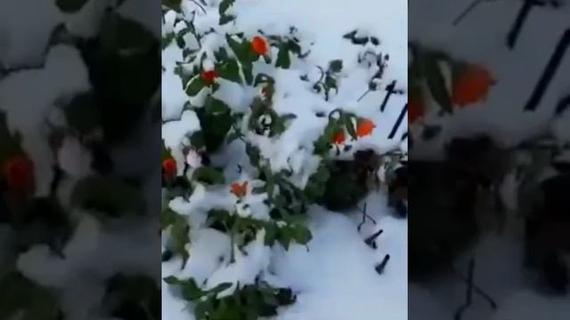 Одинокие цветы (моё личное стихотворение)