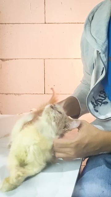 Rescue Cibul Part 1 #olivecare #rescuecat