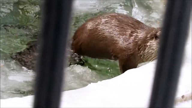 Речные выдры играются. 02.04.21 г.