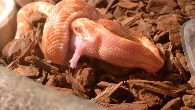 [Warning drastic content] Terence - Elaphe Guttata