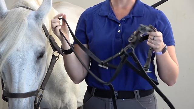 Cavessons: Selecting and Fitting it to the Horse