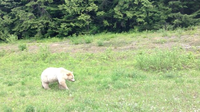 White Kermode (Spirit) Bear