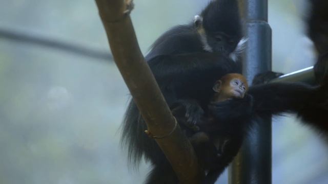 Baby Redhead Monkey Meets Family at the San Diego Zoo