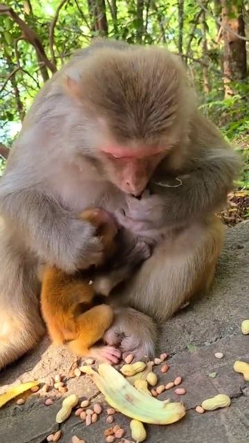Mother monkey feeds baby banana