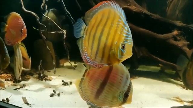 Gorgeous Wild Discus Tank owned By Ha Pe (Germany) A new Video