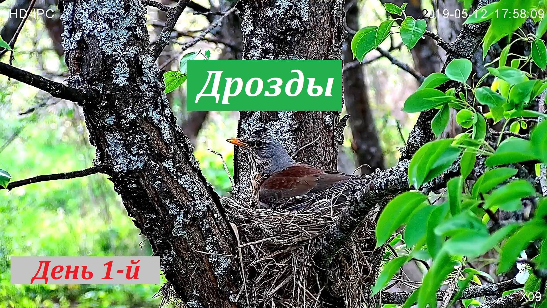 История одной птичьей семьи. День 1-й. Сериал