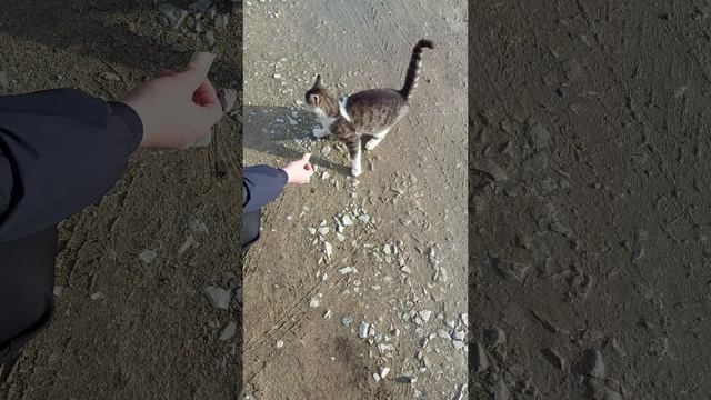 Кошарик 😺