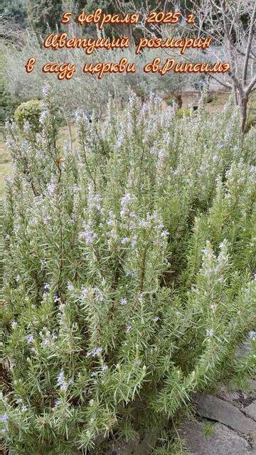 5 февраля 2025 г. Цветущий розмарин в саду Армянской Апостольской Православной церкви св. Рипсиме