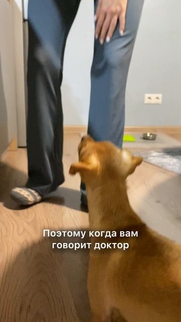 Если вы переживаете за своих питомцев...