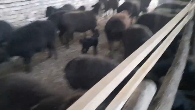 ОКОТ НАЧАЛСЯ! ГИССАРСКИЕ ОВЦЫ. XISSORI SOVLIQ (BOĜOZ) QÓYLAR