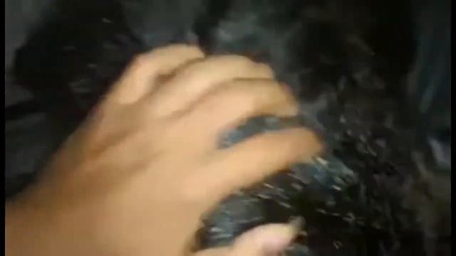 Binturong Makan - Bearcat Eating